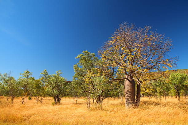istock Australian outback in Kimberley 1063279796