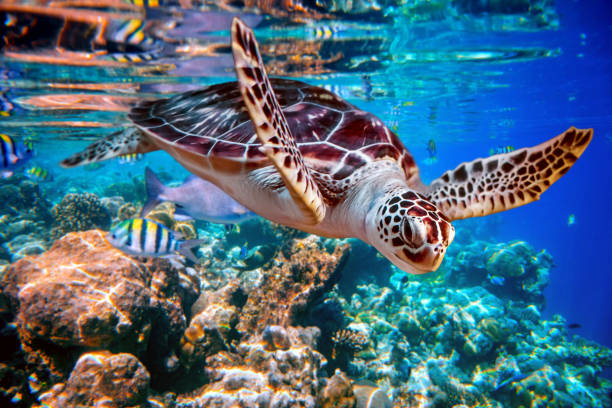 Sea turtle swims under water on the background of coral reefs Sea turtle swims under water on the background of coral reefs. Maldives Indian Ocean coral reef. sea turtle underwater stock pictures, royalty-free photos & images