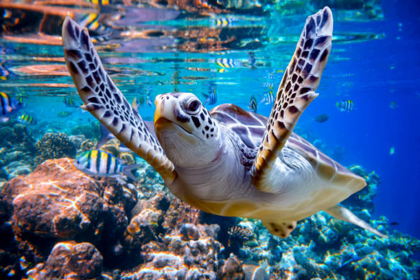 tortuga marina nada bajo el agua en el fondo de los arrecifes de coral - hawksbill turtle fotografías e imágenes de stock