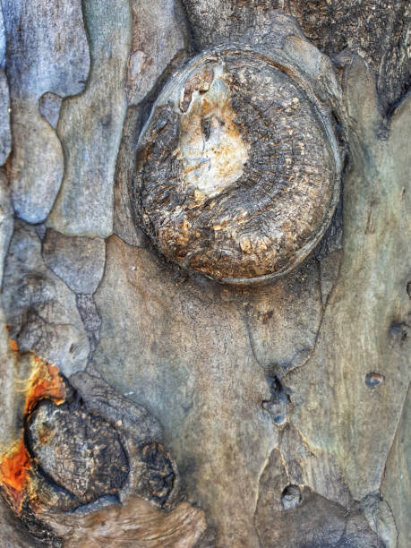 istock The surface of the tree trunk 1063282188