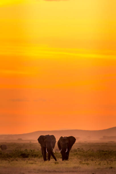 istock Evening at Amboseli National Park... 1063284602