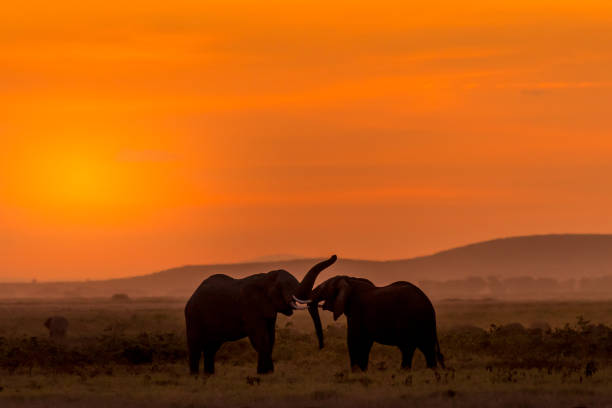 istock Evening at Amboseli National Park... 1063284630