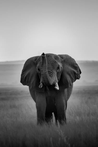 This image of Elephant is taken at Amboseli National Park in Kenya.