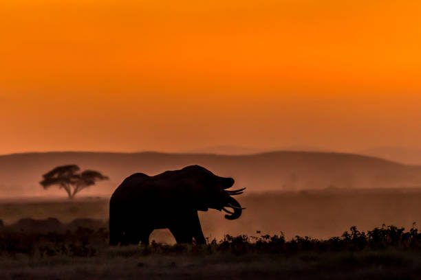 istock Evening at Amboseli National Park... 1063284694