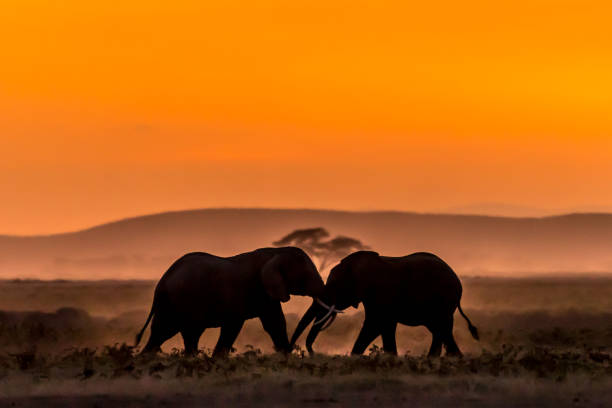 istock Evening at Amboseli National Park... 1063284698