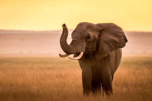 istock Evening at Amboseli National Park... 1063285752