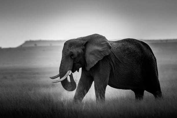 istock Evening at Amboseli National Park... 1063285786