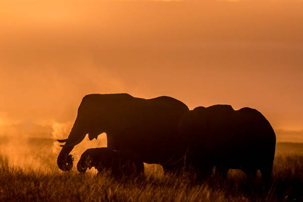 istock Evening at Amboseli National Park... 1063285790