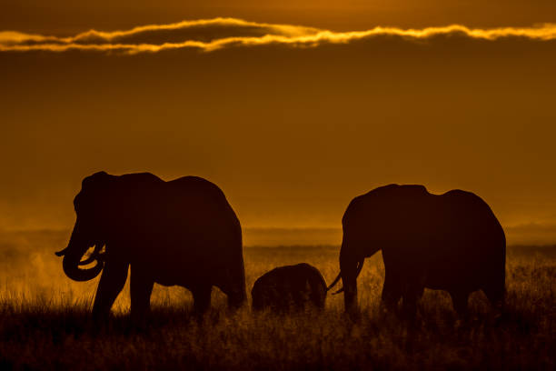 istock Evening at Amboseli National Park... 1063285906
