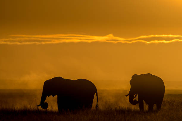 istock Evening at Amboseli National Park... 1063286044