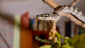 Snake crawls along the branch at home. Reptiles in role of domestic pets concept