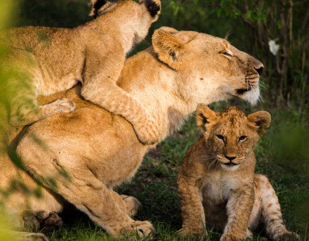 istock Lion family wrestling 1063286894