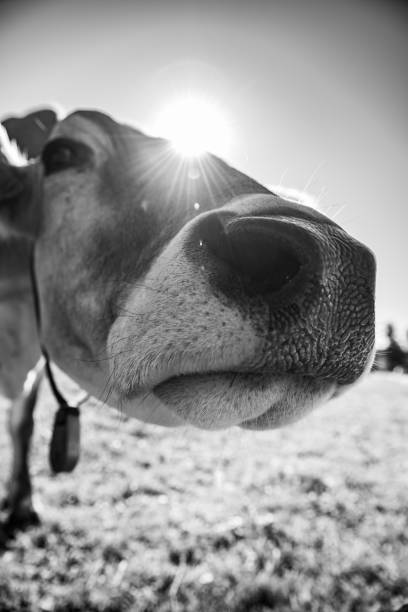 istock Alpine cow with cow bell against rural background 1063288236