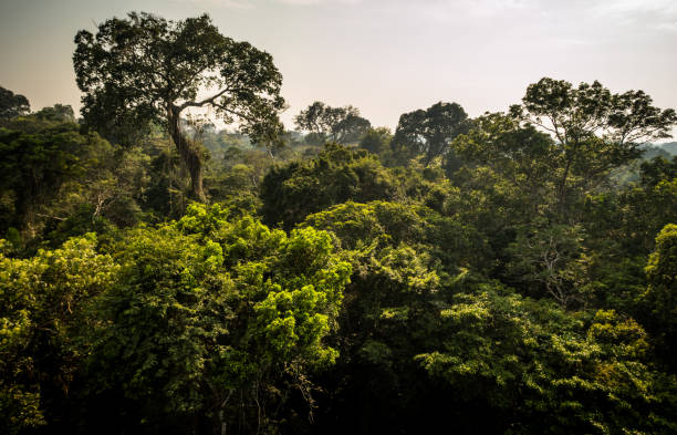 Amazon Tropical Rainforest Canopy, Early Morning stock photo