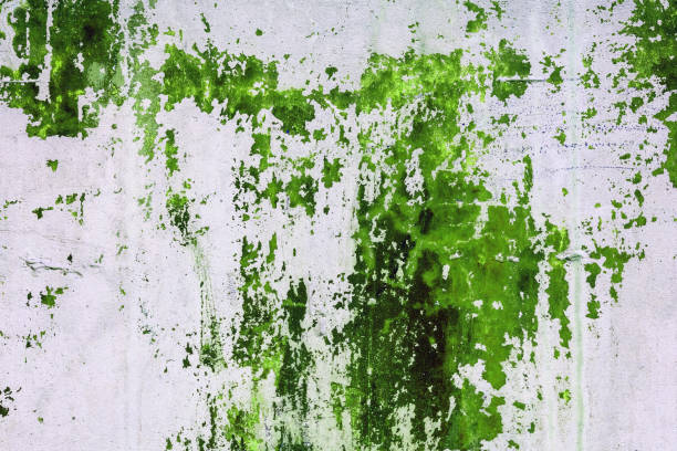 istock Old concrete wall stained with green paint. Design texture for house interior or wallpapers. 1063289600