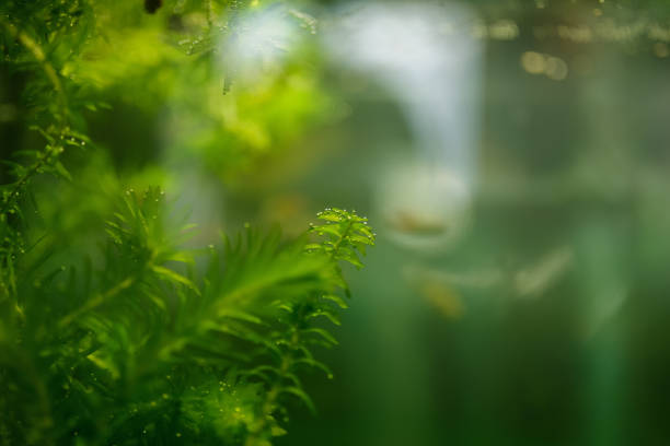 Aquatic plant - elodea in aquarium. Selective focus.