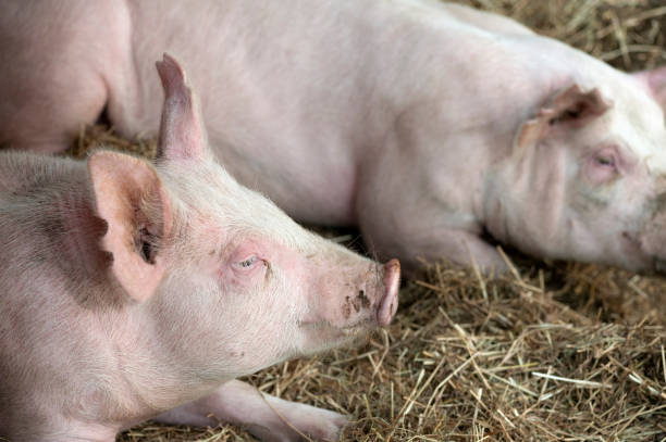 istock Pigs laying on hay and straw 1063291680