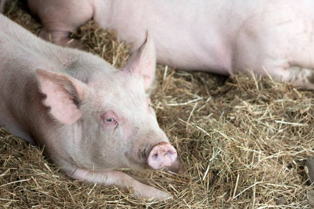 istock Young pigs laying on hay and straw 1063291778