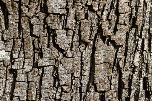 Weathered bark of an old holly oak with small spots of lichen, Mallorca, Spain.