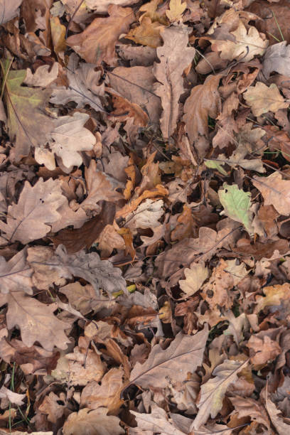 istock Leaves on the floor autumn 1063294740