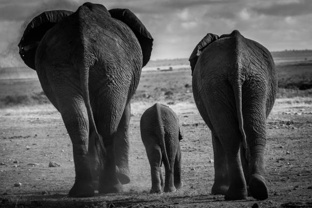 istock The Elephant Family!! 1063296078
