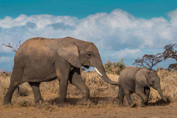 istock The Elephant Family!! 1063296094
