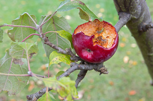 Apple in the tree as bird food