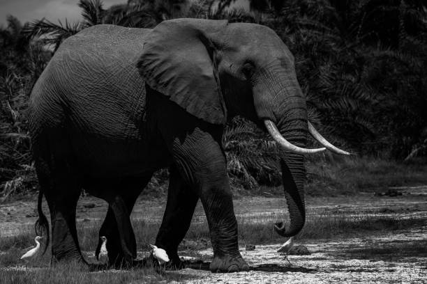 istock The Elephant Family!! 1063296654