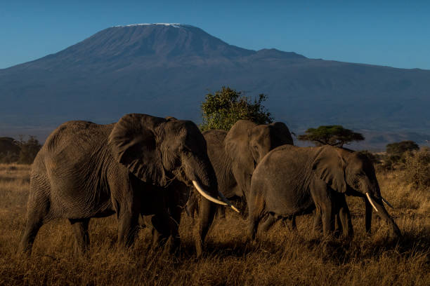 istock The Elephant Family!! 1063296876