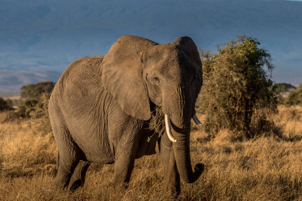 istock The Elephant Family!! 1063296884