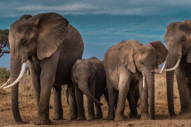 istock The Elephant Family!! 1063296954