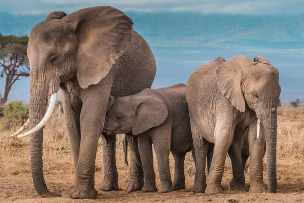 istock The Elephant Family!! 1063296972