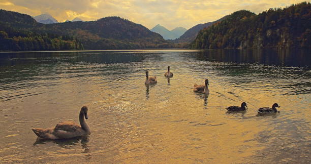 istock Swans floating on Eibsee lake at sunset - Bavarian alps, Garmisch - Germany 1063297088