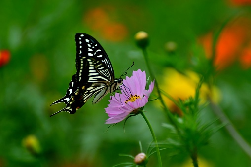 Cosmos are annual flowers with colorful daisy-like flowers that sit atop long slender stems. Blooming in summer or autumn, they attract butterflies, bees and birds. The flowers come in a various colors, including pink, red, orange, yellow, white and magenta.
The butterfly in the photo is papilio xuthus, which is also called Asian swallowtail.