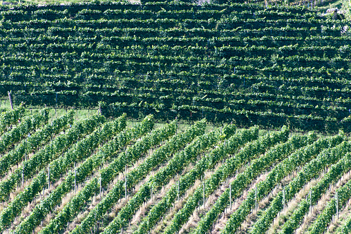 Green vineyards near Montreux, Switzerland