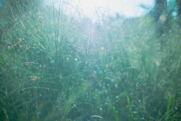 istock grass flower in meadow morning, the natural background 1063303394