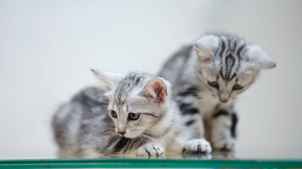 istock The two little gray striped kitten 1063303742