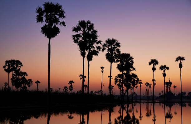 istock Sunrise and field of sugar palm trees 1063304246