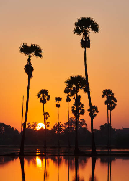 istock Sunrise at coconut palm tree field 1063304256