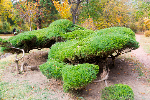 Savin juniper or savin (Juniperus sabina) in a Japanese garden in Fuveszkert in Szeged