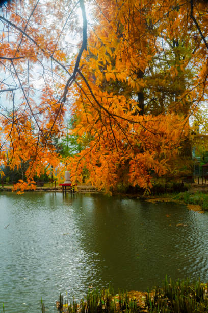istock Leaves of bald cypress 1063304462