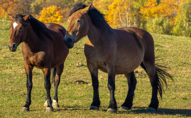 istock beautiful horses in the pasture 1063306142