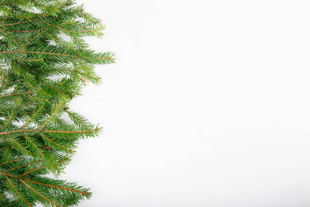 istock Spruce branches on a white background. Festive xmas fir tree. Top view. Copy space. Christmas framework, New Year background. 1063308198