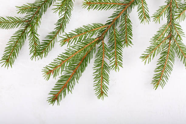 istock Spruce branches on a white background. Festive xmas fir tree. Top view. Copy space. Christmas or New Year background. 1063308224