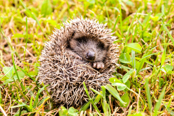 istock European Hedgehog Mammal Animal 1063311432