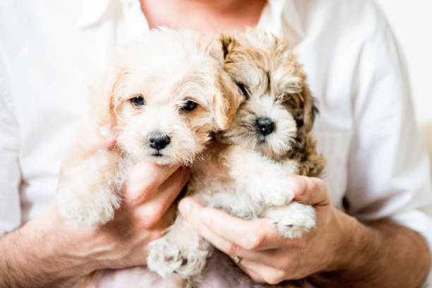istock Two Puppies being Held Cute Adorable Pet Lover Hands 1063312048