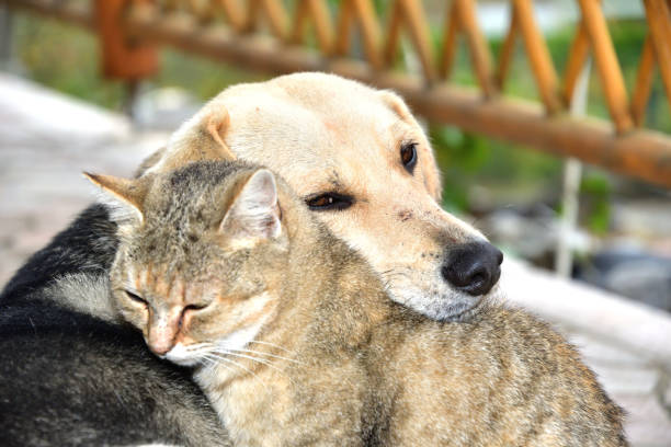 Dog and cat to snuggle in animal love best friends stock photo