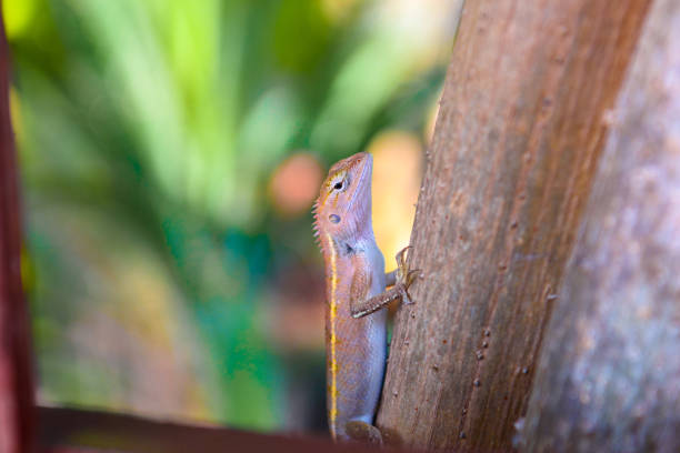 Brown Gecko, Scincidae, Lizard, Chameleon, Railay beach west Ao Nang Krabi Thailand