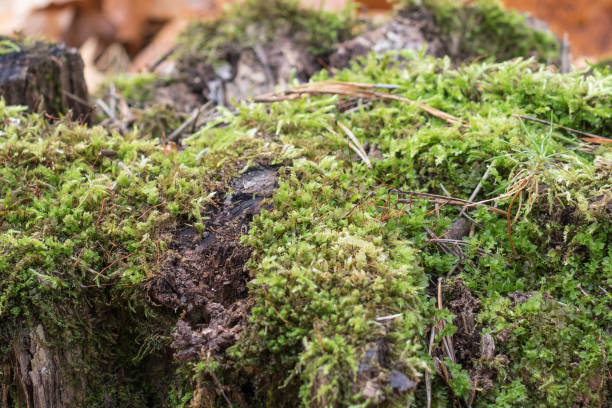 istock Old stump, moss, fir cones in the autumn forest. 1063314564