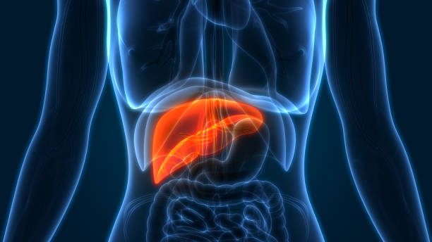 istock Human Liver Anatomy 1063318250